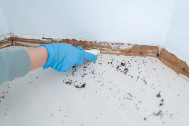 Best Residential Pest Control  in Westbury, NY